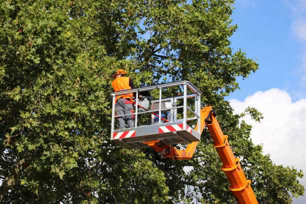 How Our Tree Care Process Works  in Egypt Lake Leto, FL